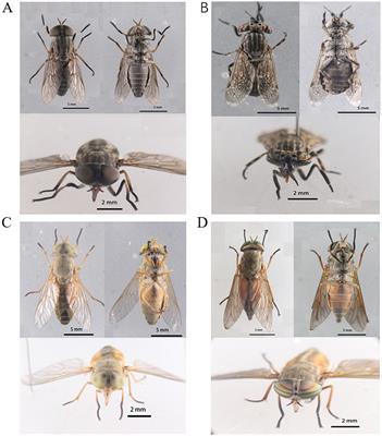 Microbiota profile in organs of the horseflies (Diptera: Tabanidae) in Northeastern China